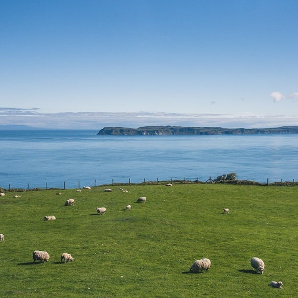 Ireland Photo, Northern Ireland Landscape Photo, Sheep Photo, Wild Atlantic Way, Ireland Picture, Ocean, Country Decor, Ireland Art Print