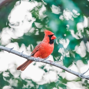 Cardinal Bird Photo Print, Cardinals, Red Bird, Bird Art, Bird Print, Feather Art, Animal Print, Wall Art, Bird Photo, Bird Wall Art, Red