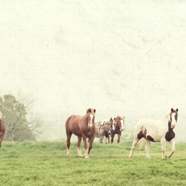 Horse Photography Nature Animals Horses Fine Art Photo Landscape Print Home Decor Foggy Morning Equine Art Equestrian Decor