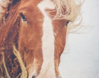 Fotografia de cavalo, natureza, animais, cavalos, fotografia de belas artes, paisagem, impressão de decoração de casa, retrato de cavalo, decoração de arte equestre, dia de vento
