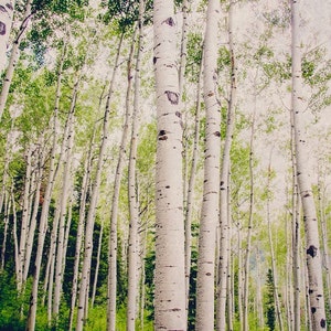Colorado Aspen Birch Trees, Nature Forest Photography, Tree Home Decor, Groen, Zomer, Fine Art Nature Photo, Bomen, Bladeren, Esp Foto