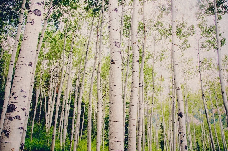 Colorado Aspen Birch Trees Nature Forest Photography Tree Etsy