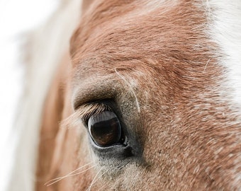 Foto de cavalo, fotografia de cavalo, natureza, animais, foto de belas artes de cavalos, impressão de paisagem, decoração de casa, boho, decoração de paisagem de cavalo
