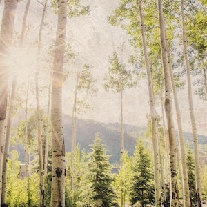 Colorado Esp Birch Trees Nature Forest Fotografie Boom Home Decor Groene Zomer Fine Art Natuur Foto