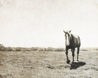 Fotografia de cavalo, natureza, animais, cavalos, fotografia de belas artes, impressão de paisagem, decoração de casa, imagem de animal, cavalos, decoração equestre de arte equina