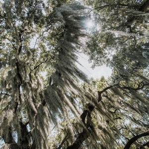 Spanische Moos, New Orleans Eiche, Louisiana Fotografie, Baum Foto, Baum Druck, Louisiana Landschaft, Audubon Park Fine Art Photography,