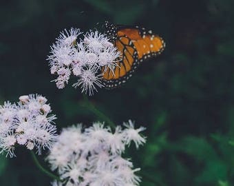 Monarch Butterfly Photo, Nature photography, shabby chic, purple flowers, Fine Art Photo, Print Home Decor, Butterflies, Flower Photography