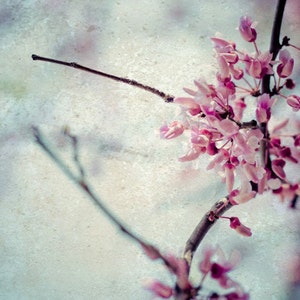 Pink Flower Nature Photography Red Bud Tree Blooms Botanical Flowers Fine Art Photo Print Summer Spring Decor