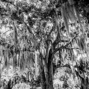 Spanische Moos, New Orleans Eiche, Louisiana Fotografie, Baum Foto, Baum Druck, Louisiana Landschaft, Audubon Park Fine Art Photography,