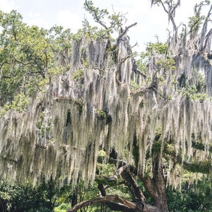 Spanische Moos, New Orleans Eiche, Louisiana Fotografie, Baum Foto, Baum Druck, Louisiana Landschaft, Audubon Park Fine Art Photography,