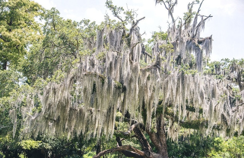 Spanish Moss New Orleans Oak Tree Louisiana Photography - Etsy