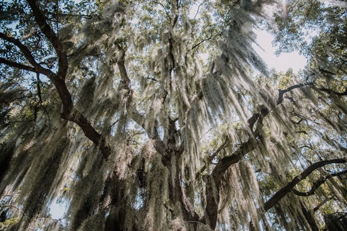 Spanish Moss New Orleans Oak Tree Louisiana Photography Etsy