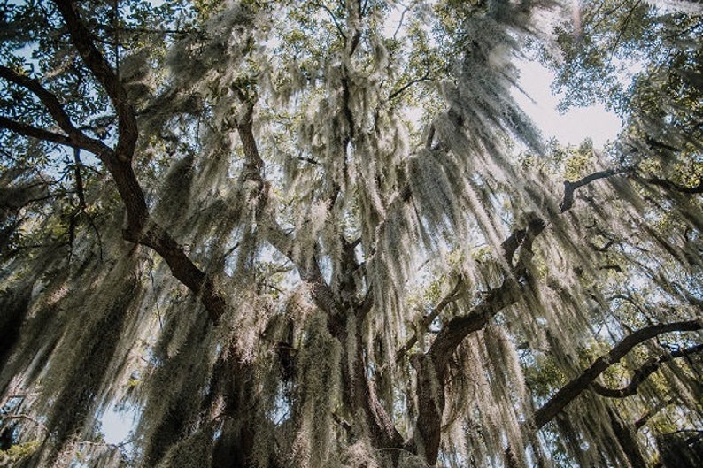 Spanish Moss New Orleans Oak Tree Louisiana Photography Etsy España