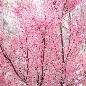 Cherry Blossom Spring Photo, Spring Photography, Pink, Nursery Art, Room, Nature, Pastel, Tree Photo, Spring Tree Photo, Nature Print