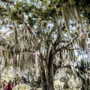 Spanish Moss, New Orleans Oak Tree, Louisiana Photography, Tree Photo, Tree Print, Louisiana Landscape, Audubon Park, Spanish Moss Photo Art