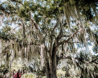 Spanish Moss, New Orleans Oak Tree, Louisiana Photography, Tree Photo, Tree Print, Louisiana Landscape, Audubon Park, Spanish Moss Photo Art