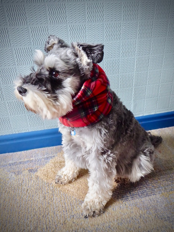 tartan dog scarf