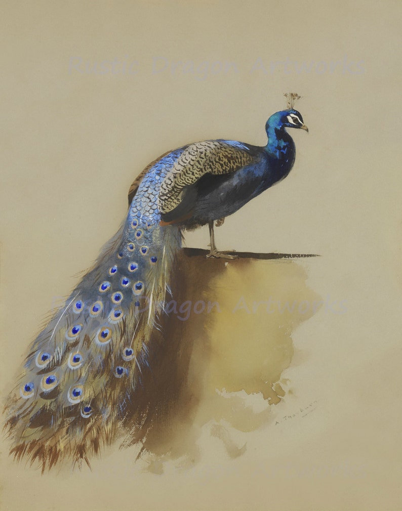 Archibald Thorburn Peacock 1935 Reproduction Digital Print Beautiful Peacock Bird Wildlife Nature image 1