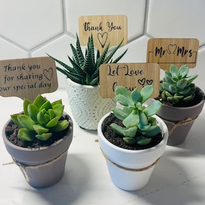 Personalized plant inserts for party favors