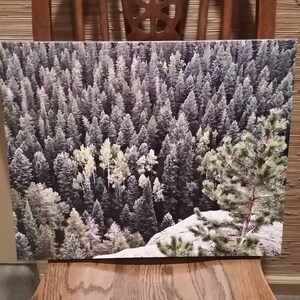 FREE SHIPPING, Colorado Forest, Canvas Art, 20&quot;x16&quot;, Nature, Trees, Nature Photography, Photography, Outdoor, Mountains, Colorado, Forest