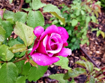 FREE SHIPPING, Rose from Hamann Rose Garden, Photography, Print, 4x6, 8x10, Home Decor, Garden, Flowers, Lincoln Nebraska, Roses