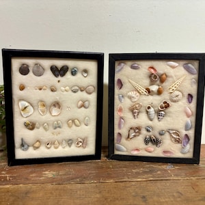 May include: Two framed seashell displays. Each black framed display contains a variety of seashells arranged on a cream-colored background. The shells vary in size, shape, and color, including white, brown, and purple.