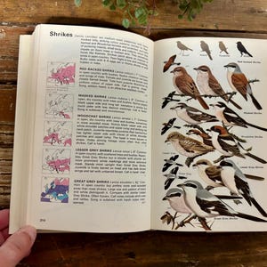 Vintage Ornithology Book…1970. “birds of Europe”. Bruun. Illustrated ...