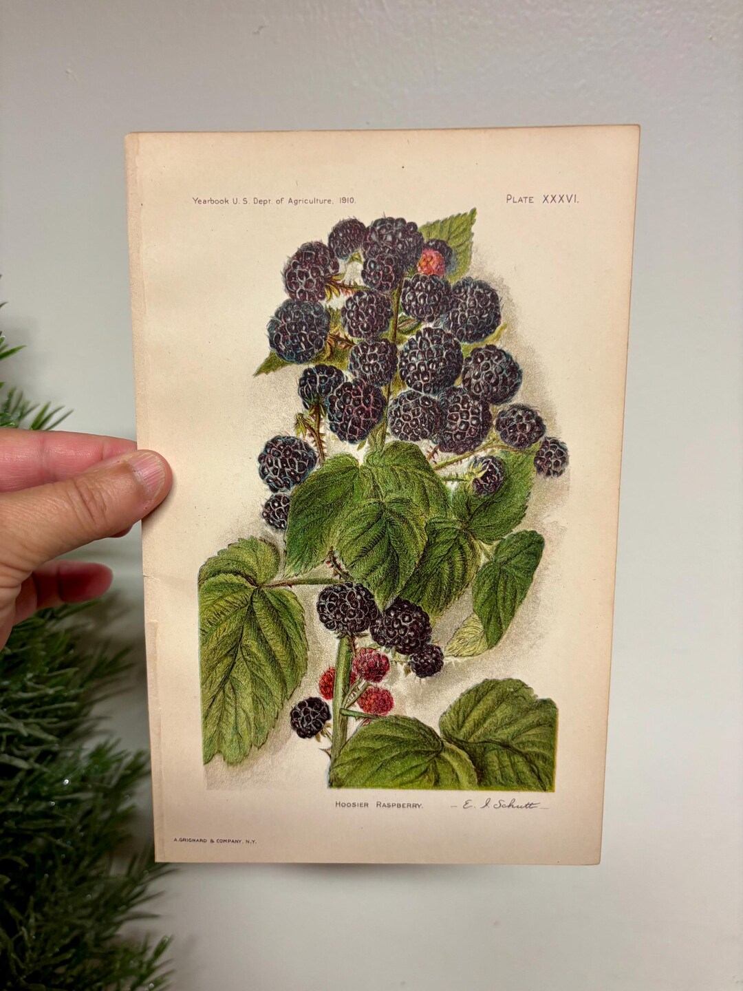 Antique Botanical Raspberry Print...1910. Yearbook US Dept of ...
