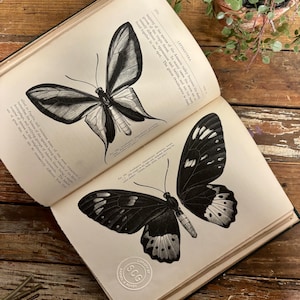 Antique 1901 Insects Book…Vernon Kellogg. Green. Hardcover. Entomology. Science. Bugs. Illustrated. Plates. Development. Classification.