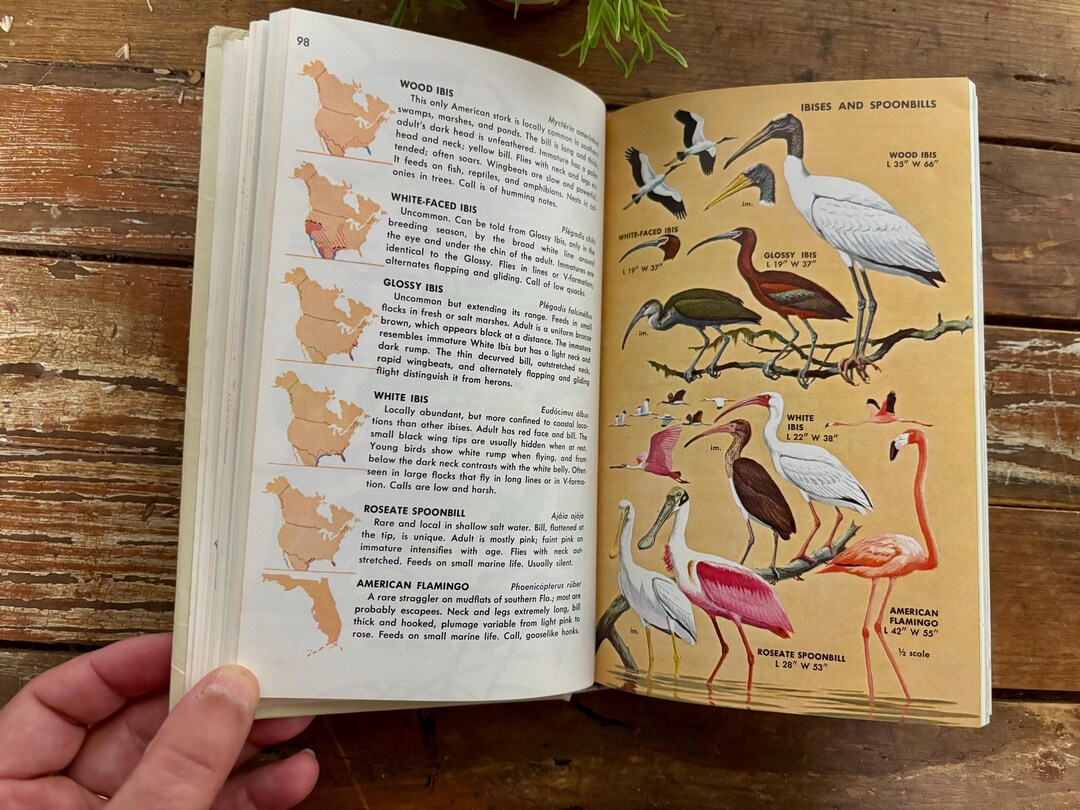 Vintage Ornithology Book…1966. “birds of North America”. Golden. Arthur ...