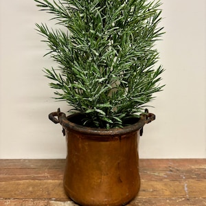 May include: A copper-colored metal pot with two small handles holds a green plant with thin, needle-like leaves. The pot has a rounded shape and sits on a wooden surface.
