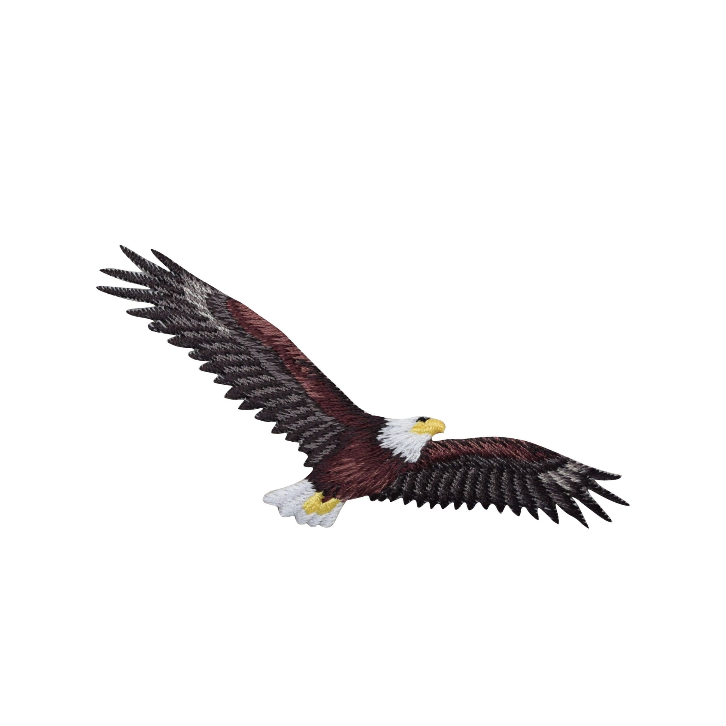 Southern Bald Eagle Orthodontic Elastics Southern Bald Eagle Elastics | atelier-yuwa.ciao.jp