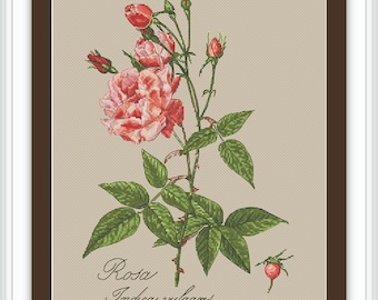 Antike Rose Kreuzstichmuster Nadelspitze Muster Embroidery Design Chart Printable PDF Instant Download Rosa Indica Vulgaris by Redoute