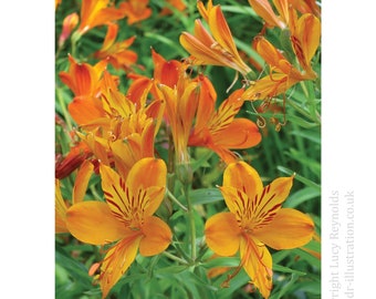 Orange Flowers Greeting Card