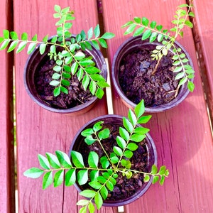 Curry Leaf Plant  (Baby Starter Plant)