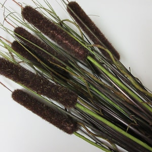 May include: A bundle of artificial cattails with brown, cylindrical flower heads and green and brown stems. The cattails are arranged against a white background, creating a natural and decorative element.