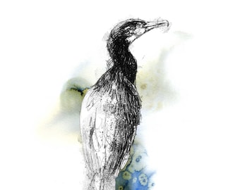 Cormorant sketch | Limited edition fine art print from original drawing. Free shipping.