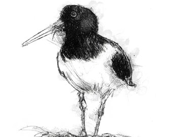 Oyster catcher sketch | Limited edition fine art print from original drawing. Free shipping.