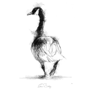 Canada goose | Limited edition fine art print from original drawing. Free shipping.