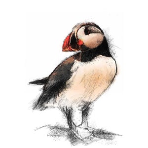 Puffin bird | Limited edition fine art print from original drawing. Free shipping.