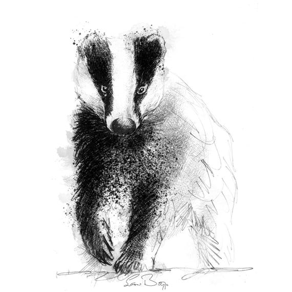 Badger sketch | Limited edition fine art print from original drawing. Free shipping.