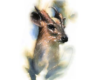 Muntjac deer sketch | Limited edition fine art print from original drawing. Free shipping.