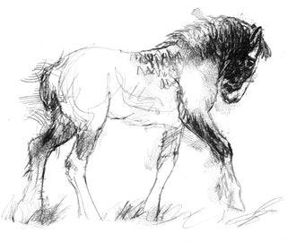 Shire horse foal sketch | Limited edition fine art print from original drawing. Free shipping.