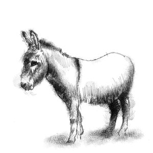 Young donkey sketch | Limited edition fine art print from original drawing. Free shipping.