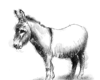 Young donkey sketch | Limited edition fine art print from original drawing. Free shipping.