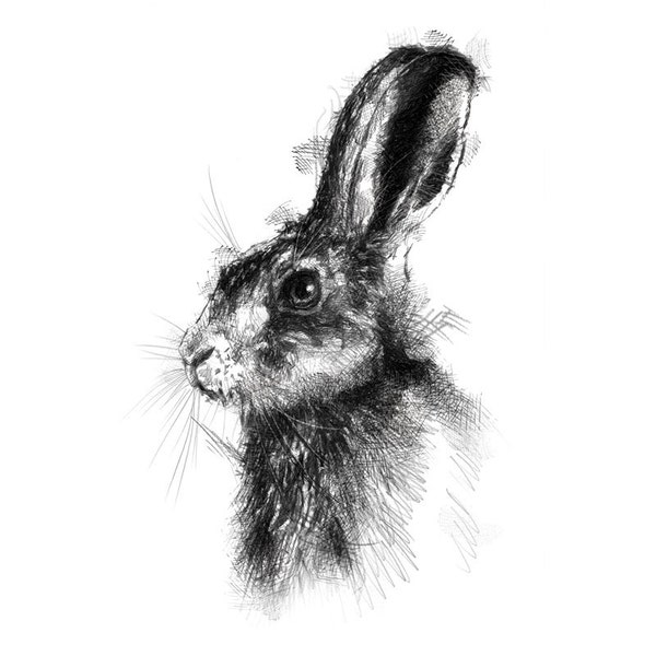 European brown hare sketch | Limited edition fine art print from original drawing. Free shipping.