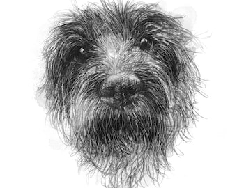 Scruffy dog | Limited edition fine art print from original drawing. Free shipping.