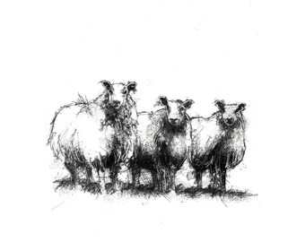 Blue faced sheep sketch | Limited edition fine art print from original drawing. Free shipping.