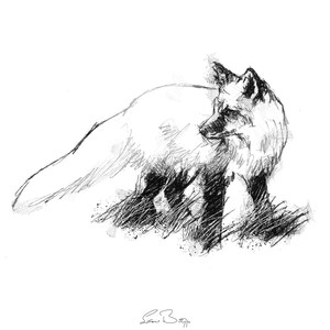 May include: A black and white pencil drawing of a fox standing in tall grass. The fox is looking to the left of the image.