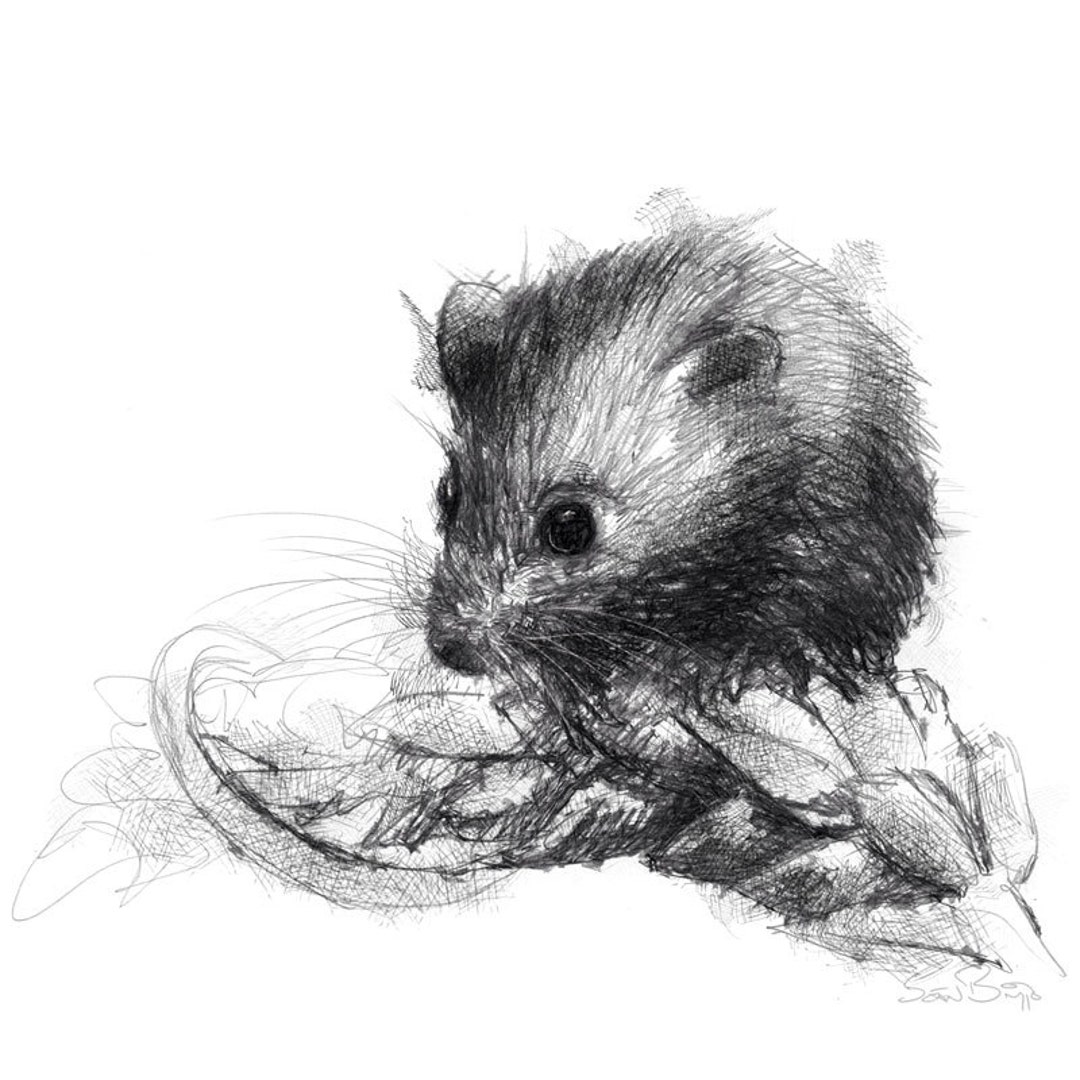 Mouse Vector drawing of a mouse crouched  CanStock